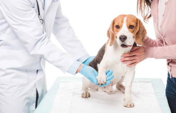 dog orthopedic vet